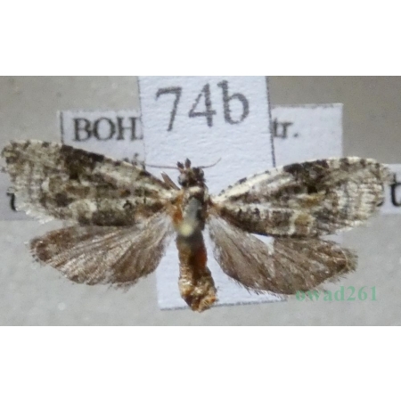 Celypha woodiana (Barrett, 1882) Czech74b